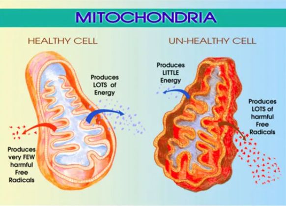 mitochondria-infographic-RLT